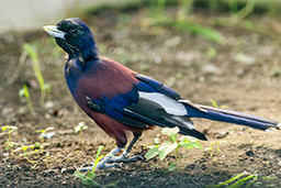 ルリカケス