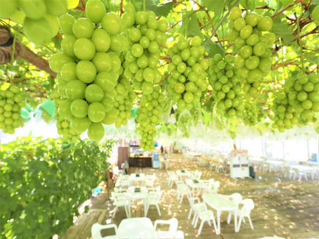 鹿児島市内にある農園のおいしいモノを一堂に集めたアンテナショップ