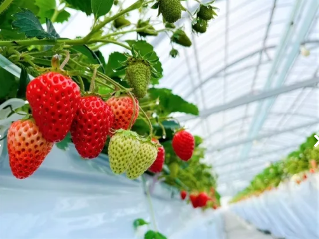 農園では7月～10月はぶどうの樹の下で食べるガーデンバーベキューが楽しめる